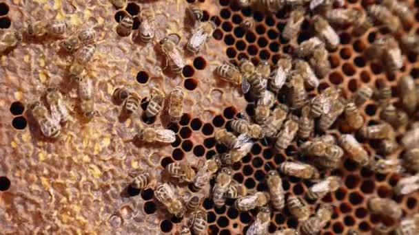 Industriële Bijen Die Cellen Vol Honing Afsluiten Drukke Insecten Die — Stockvideo