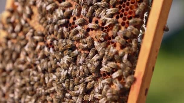 蜂族密集地爬过框架 蜡质细胞被新的昆虫密封起来 随时准备出现 靠近点 — 图库视频影像