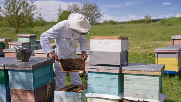 成年累月的养蜂人站在蜂窝中 养蜂人拿着一个框架 仔细检查它 模糊的背景 — 图库视频影像