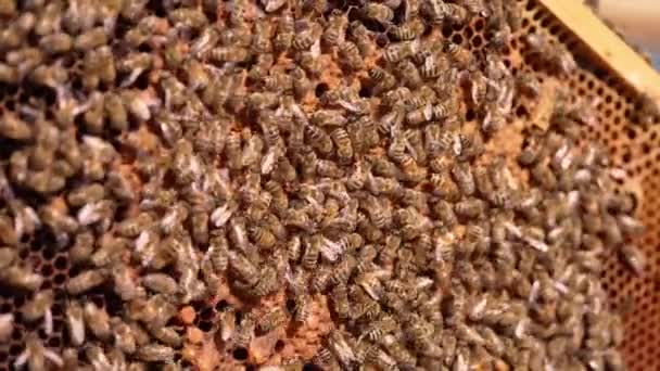 프레임 주위에 꿀벌의 엄청난 밀봉된 세포를 빵으로 클로즈업 — 비디오