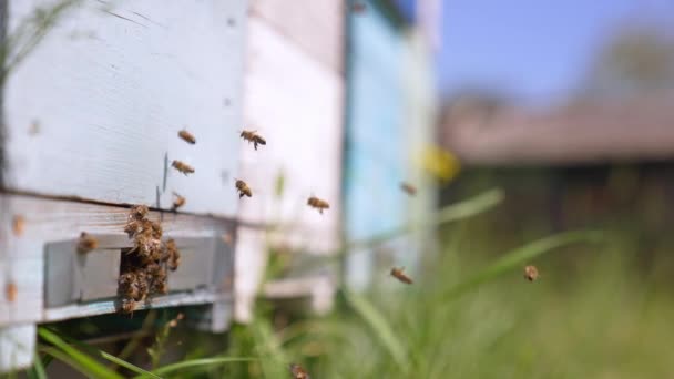 Bienen Fliegen Ihrem Stock Mehrere Insekten Schwärmen Bienenstock Aus Traditionelles — Stockvideo