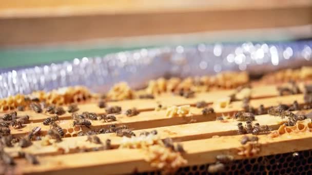 Férfi Kéz Kihúz Egy Apró Fémketrecet Méhkasból Méhész Csatlakozik Egy — Stock videók
