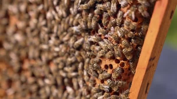 Pruhované Včely Plazí Přes Rám Medový Hmyz Pohybuje Zapečetěných Buňkách — Stock video