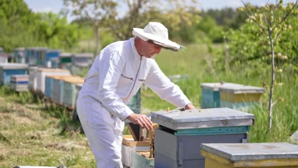 Beyaz Elbiseli Arı Yetiştiricisi Kovandan Bir Çerçeve Çıkarıp Büker Arılarla — Stok video