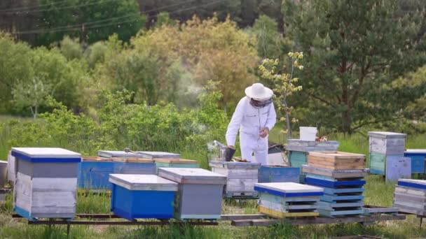 雄性养蜂人在头上戴上保护帽 勤劳的养蜂人检查他的农场 自然背景 — 图库视频影像