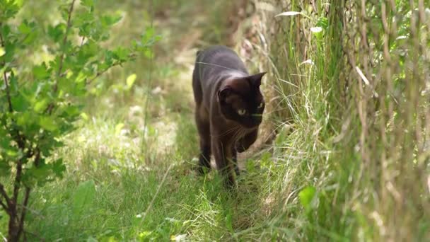 Gato Negro Ojos Amarillos Camina Con Cuidado Hierba Hermoso Animal — Vídeos de Stock