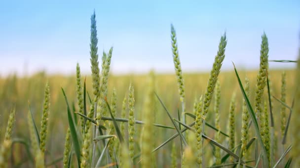 Kotouče Zelené Pšenice Kymácejí Větru Zrznoucí Uši Pšenice Poli Při — Stock video