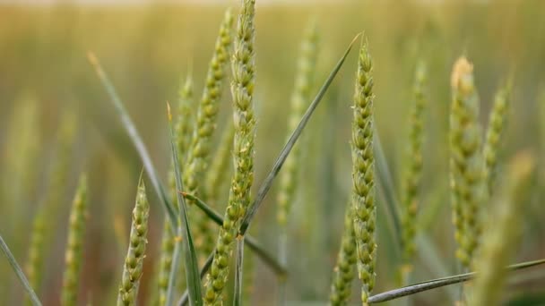 农村田里成熟的麦穗 将来田里的谷物收成 靠近点模糊的背景 — 图库视频影像