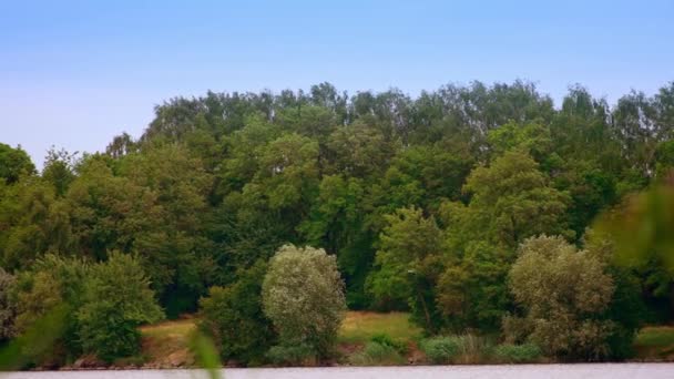 Ένας Μεγαλόψυχος Πελαργός Που Πετάει Πάνω Από Ποτάμι Άγρια Ασπρόμαυρα — Αρχείο Βίντεο