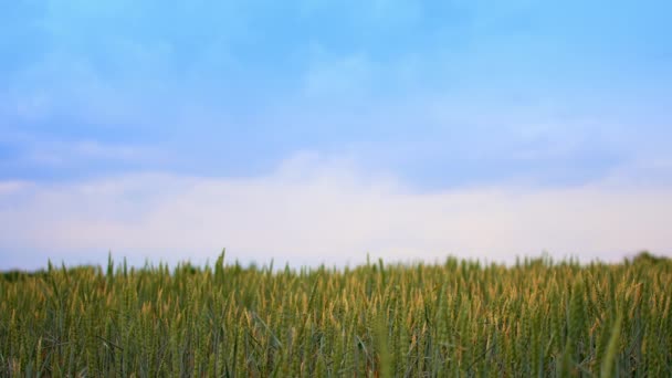 Wunderschönes Ackerland Aus Grünem Weizen Auf Dem Land Reifendes Getreide — Stockvideo