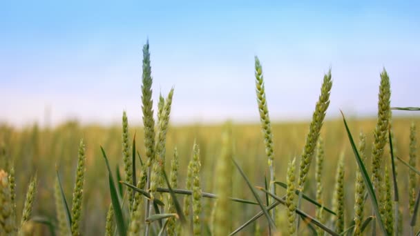 Сельскохозяйственное Поле Выращивания Пшеницы Летом Качающиеся Колосья Пшеницы Фоне Голубого — стоковое видео
