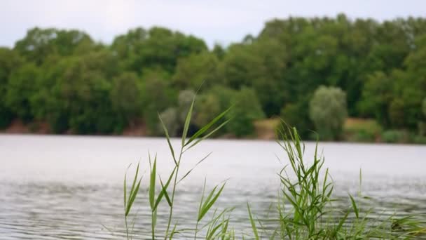 Green Grass Growing River Beautiful Calm Wildlife Nature Dull Summer — Stock Video