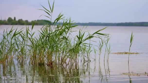 Plante Aquatique Poussant Directement Rivière Surface Rivière Calme Gris Jour — Video