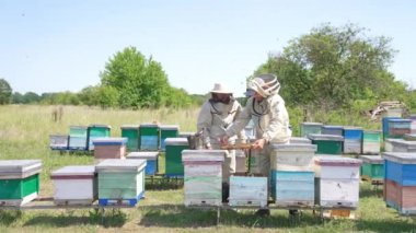 Uçan kızgın arılar arasında arı kovanında çalışan meşgul arıcılar. Güneşli bir günde kırsal çayırda küçük bir arı çiftliği.