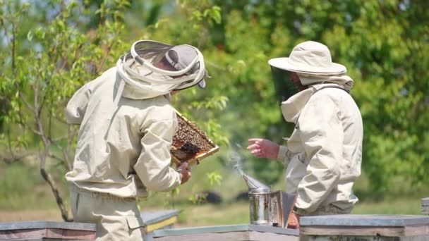 남자의 프레임을 아피아리스트는 맨손으로 꿀벌을 만집니다 화창한 — 비디오