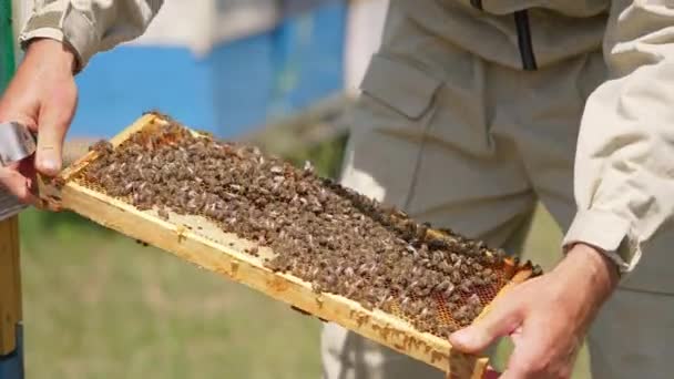 Worker Bees Covered Frame Apiarist Turns Frame His Hands Close — Stock Video