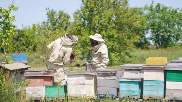 Doświadczeni Pszczelarze Stoją Swojej Farmie Pszczół Hodowcy Pszczół Sprawdzają Ramę — Wideo stockowe
