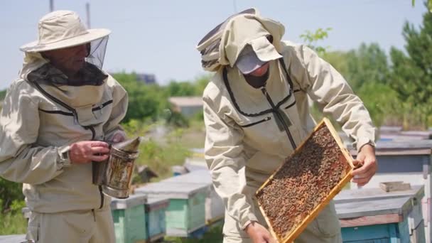 Male Apiarists Working Bee Farm Younger Apiarist Holds Frame Full — Stock Video