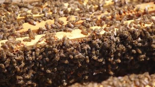 蜂窝里的木制框架上覆盖着多只蜜蜂 工蜂在明亮的阳光照射下爬过镜框 靠近点 — 图库视频影像