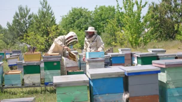 Ενήλικες Μελισσοκόμοι Κοιτάζουν Μέσα Από Κουφώματα Μελιού Στην Αγροτική Φάρμα — Αρχείο Βίντεο
