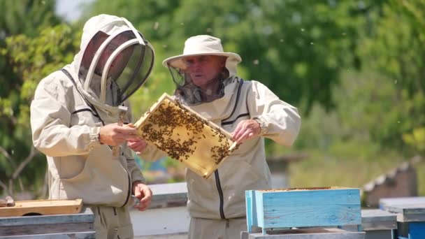 Mužští Včelaři Drží Rám Mluví Tom Muži Diskutují Rámu Pokrytém — Stock video