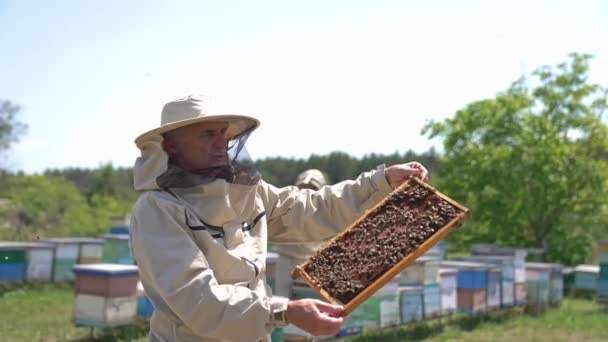 保護帽子に焦点を当てた真面目な男性は 蜂の家族でコーティングされたフレームを保持しています 蜂蜜のフレームをチェックする養蜂家の周りの映像 自然の背景 — ストック動画