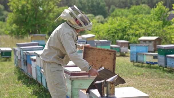 Работа Пасеке Солнечный Летний День Два Пчеловода Открывают Ульи Проверить — стоковое видео