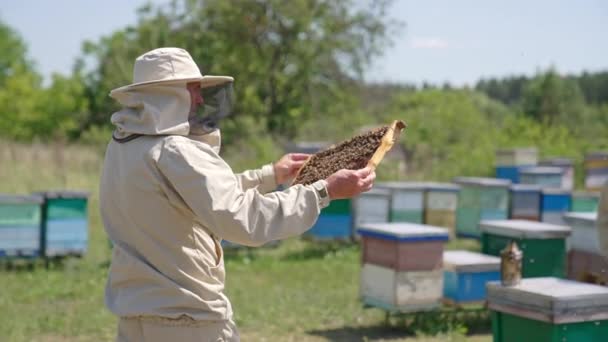Adult Male Apiarist Passes Honey Frame Younger Apiculturist Beekeeper Puts — Stock Video
