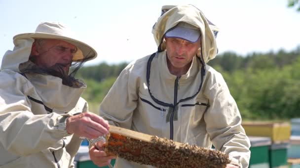 两个面色严肃的男人仔细地看着蜂蜜架 愤怒的蜜蜂四处飞舞 模糊的自然背景 — 图库视频影像