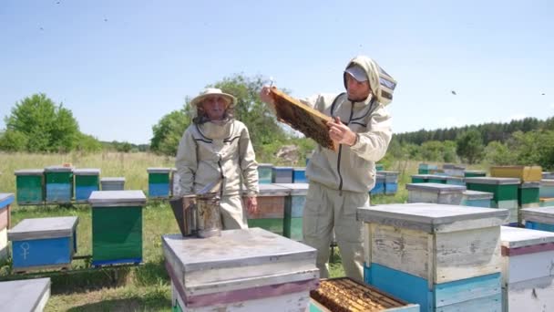 Небольшой Апиарий Сельской Местности Рядом Лесом Пчеловоды Заняты Работой Пчеловодческой — стоковое видео