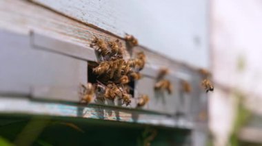 Çalışan arılar ahşap arı kovanının girişinde toplanıyorlar. Polen dolu arılar evlerine dönüyorlar. Kapatın. Bulanık arkaplan.