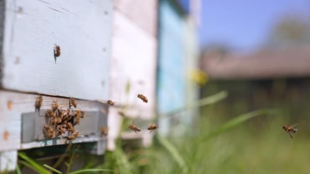 蜂は蜂の巣の入り口の近くで群がっている 蜂蜜の昆虫は蜂蜜に戻った クローズアップ ブラーレッド バックドロップ — ストック動画