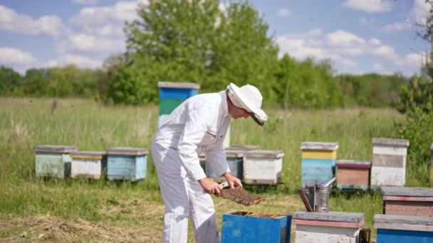 Апиарист Вытаскивает Раму Покрытую Пчелами Улья Человек Специальном Костюме Заботится — стоковое видео