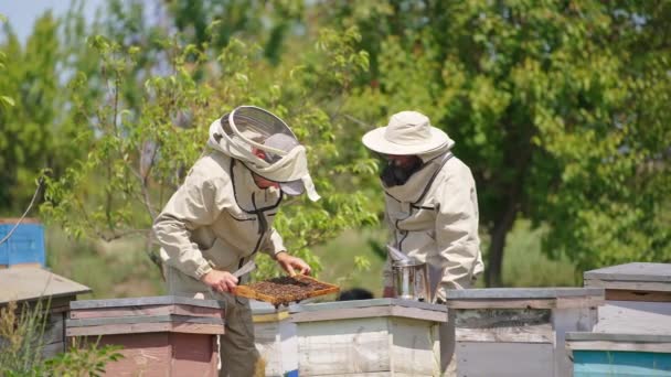 Два Пчеловода Сотрудничают Своей Пчеловодческой Ферме Мужчина Пасечник Проверяет Медовые — стоковое видео