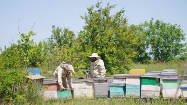Kis Méhfarm Kaptárral Gyümölcsös Kertben Tapasztalt Férfi Méhész Aki Méhészetben — Stock videók