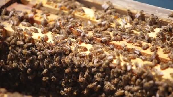 蜜蜂在蜂箱的蜂蜜框架上孵育 蜜蜂在打开的蜂窝里爬着 阳光照在蜜蜂身上 靠近点 — 图库视频影像
