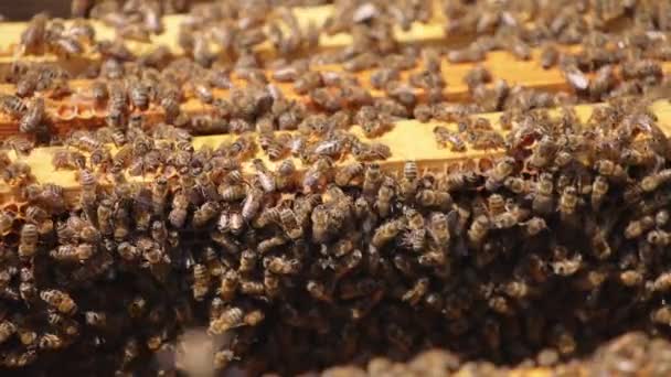 蜂族在蜂房的木架上盖住大黄蜂 阳光明媚的日子里 蜂箱里开满了蜜虫 靠近点 — 图库视频影像