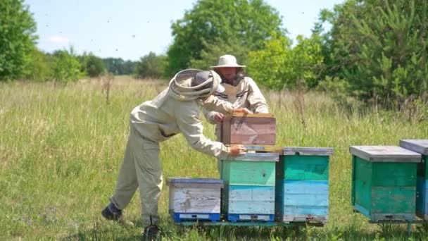 Méhészek Elfoglaltak Méhfarmon Fiatalabb Méhész Felemel Egy Fából Készült Méhkaptárt — Stock videók