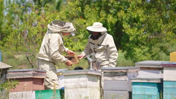 一对蚜虫学家看着一个被蜜蜂覆盖的框架 他们养蜂场忙着养蜂人 森林背景 — 图库视频影像