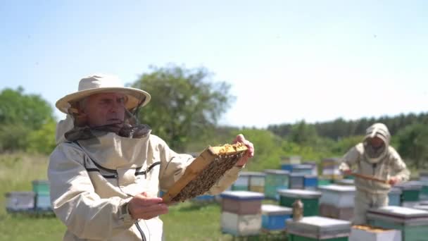 Старый Апикультурист Держит Медовую Раму Покрытую Пчелами Человек Внимательно Смотрит — стоковое видео