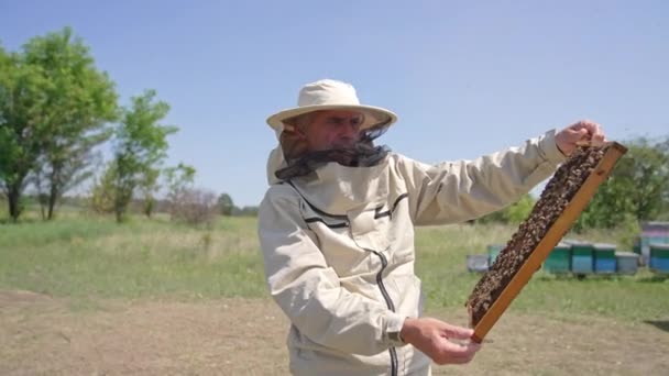 用工蜂包裹在老养蜂人手中的蜂蜜框架 站在养蜂场中央的蚜虫学家 晴天背景 — 图库视频影像