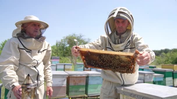 Опытные Пасечники Обсуждают Медовую Раму Покрытую Пчелами Мужчины Используют Специальные — стоковое видео