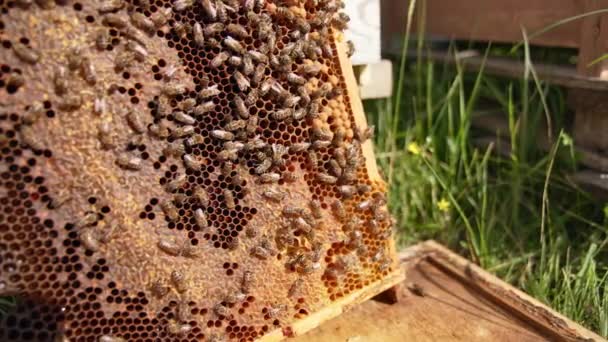 ワックスフレームは太陽光の労働者蜂で覆われています 蜂蜜の昆虫は 部分的に密封されたハニカムによって排泄されます ブラーレッド バックドロップ — ストック動画