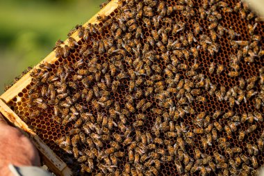 Arıcı elinde bal peteği dolu arıları tutuyor.