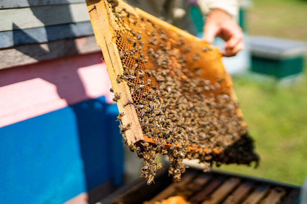 Beekeeper holds honeycomb with bees in his hands