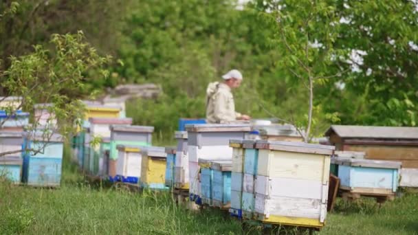 Rural Bee Farm Wooden Hives Located Nature Male Apiculturist Working — Stock Video