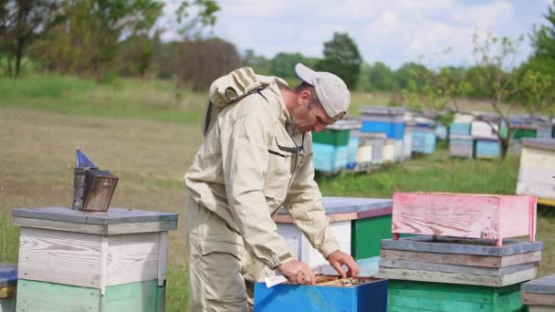 男蜂饲养员从蜂箱里拖出一个沉重的框架 男人仔细检查布满工蜂的蜂窝 — 图库视频影像