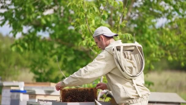 完整的框架是从一个木制蜂箱中拖出来的 养蜂人检查布满蜜蜂的蜂窝 模糊的自然背景 — 图库视频影像