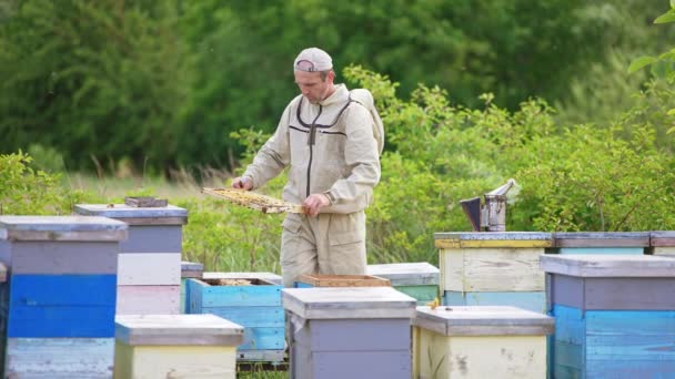 Взрослый Пчеловод Занят Своей Пчелиной Ферме Человек Внимательно Смотрит Сквозь — стоковое видео