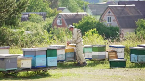 Experienced Beekeeper Checking Honey Frames His Bee Farm Man Working — Stock Video